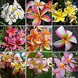Frangipani Plumeria Rubra 10 SEEDS MIXED COLORS Hawaiian lei flower
