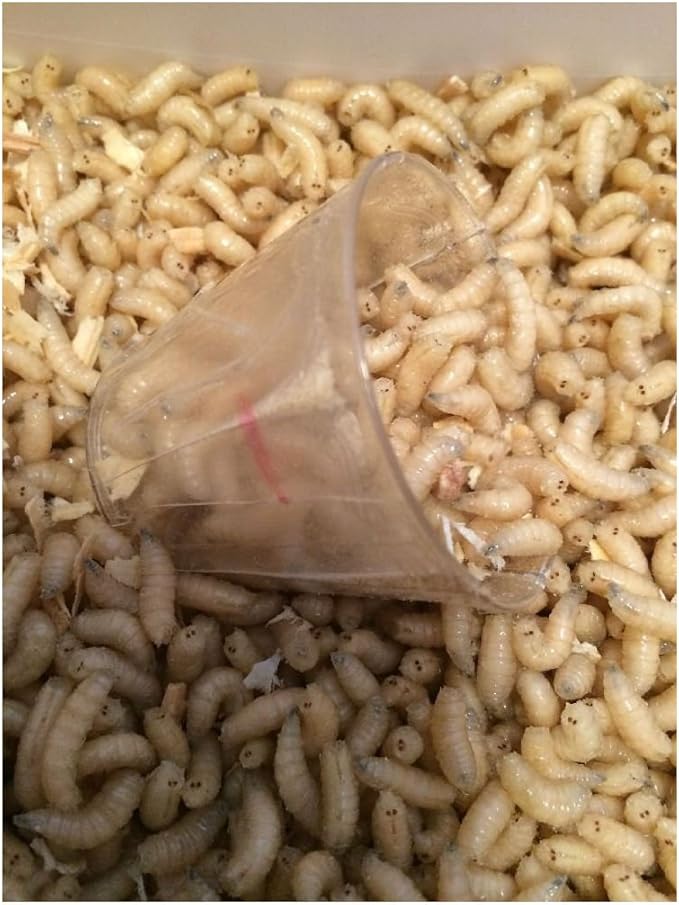 Live 500 Bait Maggots Ice Fishing Grub Worms Pan Fish Bait