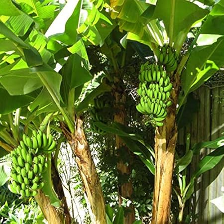 Mphmi Plants Banana plant Chakrakeli - Fruit Plants & Tree outdoor