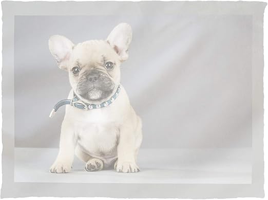 french bulldog puppy collar