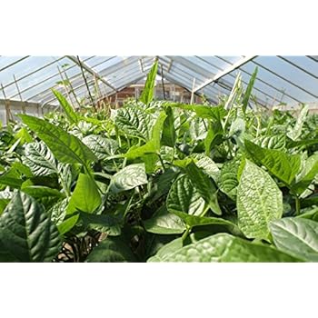 Amazon.com : New IRON CLAY COW PEA Food Plot Forage Vigna Unguiculata