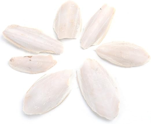 cuttlefish bone for dogs