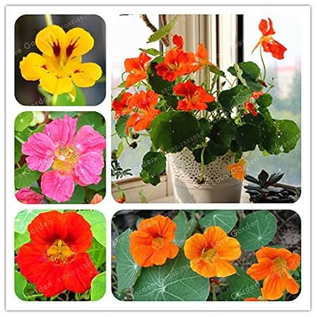 Creative Farmer Flower Seeds : Climbing Vine Nasturtiums Kitchen Garden Seeds - Garden Flower Seeds Pack