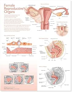 Amazon.com: Atlas Of Anatomy Female Reproductive Organs Chart