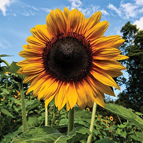 Sunflower Seeds Colourful Yellow Flowers Easy Grow Plants for Garden, Allotment & Patio Russian Giant Variety Approx 60 Seeds Packet by Thompson & Morgan