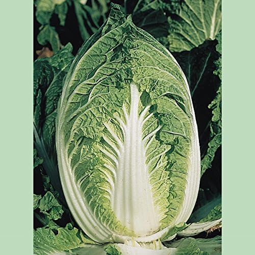 Kings Seeds - Oriental Chinese Cabbage Yuki - 150 Seeds