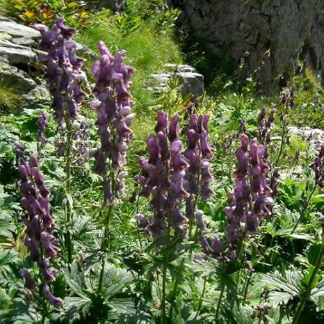 Plant World Seeds Aconitum Moldavicum Seeds Amazon Co Uk Garden Outdoors