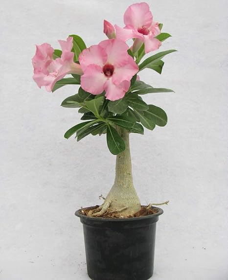Creative Farmer Flower Live Plant Adenium Baby Pink Container Garden Ornamental (Desert Rose) Indoor (1 Live Bonsai Plant) (PLANT-93-ADENIUM868ll@)