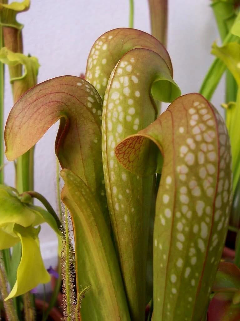 10 Seeds Hooded Pitcher Plant Sarracenia Minor Carnivorous Flower Seeds