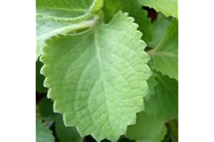 YUNAKSEA Cuban Oregano Plant 1 Plant