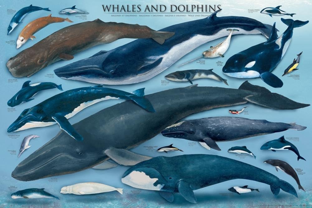Whales and Dolphins Educational Ocean Animal Chart Poster - 24x36 Poster Print, 36x24