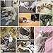 PAWZ Road Dog Chew Toy No Stuffing Squeaky Dog Toy 3 PCS Durable Dog Plush Toy