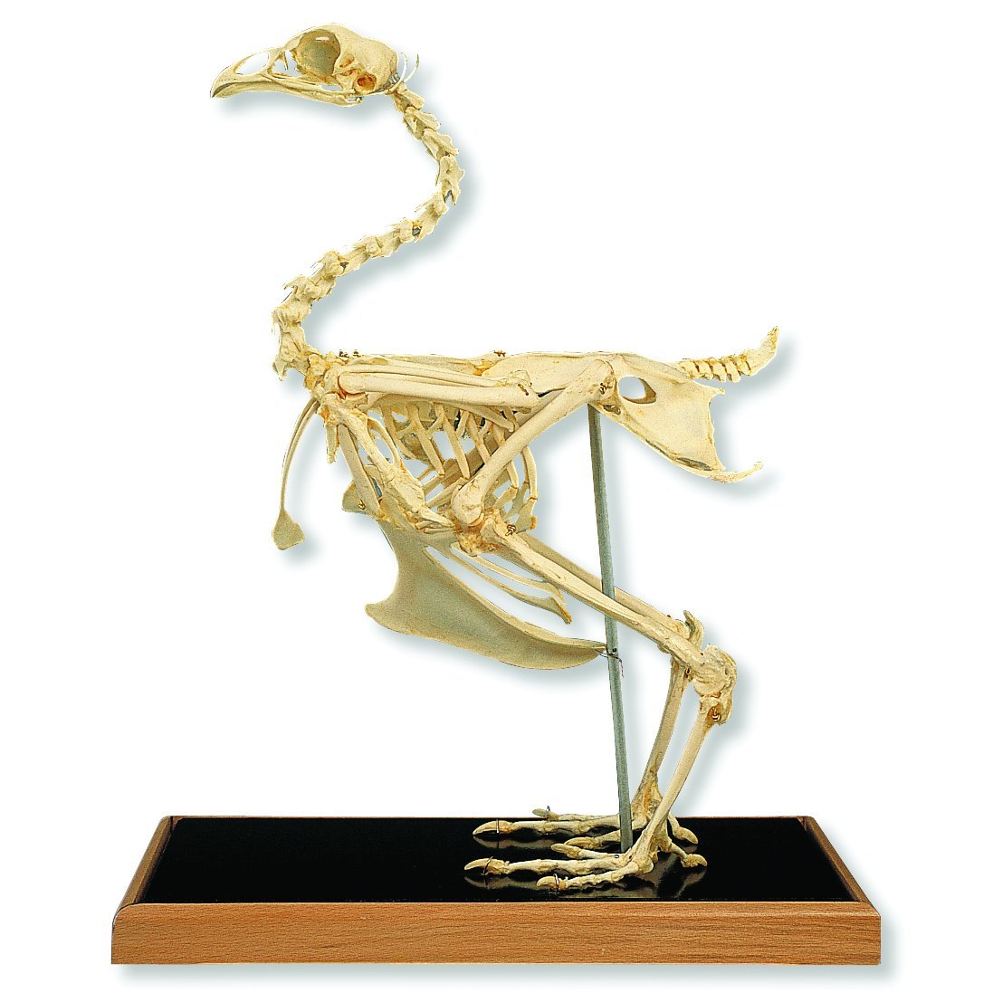 3b Scientific T30002 Chicken Skeleton Gallus Science Classroom Specimens Amazon Com Industrial Scientific
