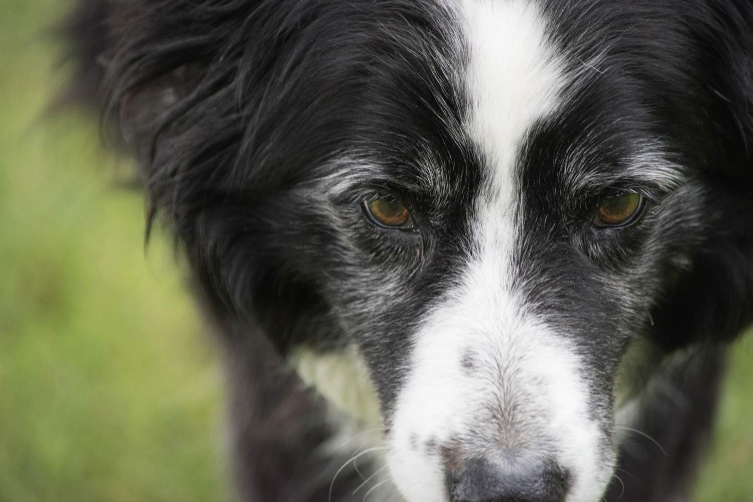 border collie farm near me