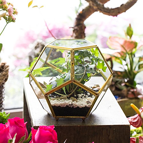 NCYP Close Footed Gold Copper Brass Glass Geometric Terrarium with Door Pentagon Ball Shape Close Fern Moss Succulent Planter Pot Display Case Box 5.9inches (No Plants)