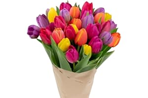 Stargazer Barn - 30 Stem Rainbow Tulips (Vase Not Included) - Fresh Flowers for Delivery - Gift for Anniversary, Birthday, Congratulations, Get Well, Graduation, Sympathy