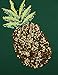 HaoDuoYi Womens Sequin Embroidery Pineapple Print Short Sleeve Slim T-Shirt Tops(XXL,Regular) Green