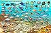 Puerto Rico Dive & Surf Map and Reef Creatures Guide Franko Laminated Fish Card