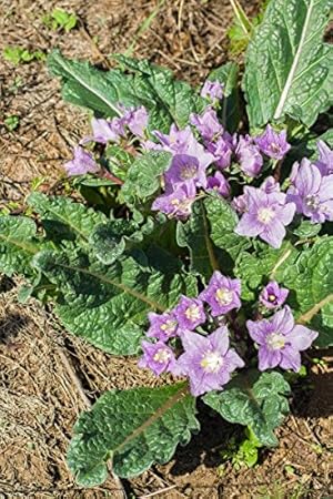 Alraune, Herbstblühende - 10 Samen