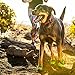 RUFFWEAR - Hoopie Collar, Blue Mountains, Large (2018)