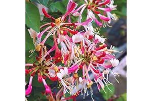 HILROQG Climbing Honeysuckle Plant, Serotina Belgica Honeysuckle Plant Live, Fragrant Honeysuckle Plants Vine, Honeysuckle Bushes Ready to Plant in 2.5 Inch Pot
