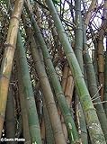 Chinese Bamboo 50 Seeds, Perfect Ornamental DIY Home Garden Plant, Edible Bamboo Shoots