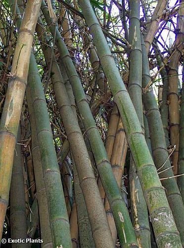 Chinese Bamboo 50 Seeds, Perfect Ornamental DIY Home Garden Plant, Edible Bamboo Shoots Chinese Bamboo 50 Seeds, Perfect Ornamental DIY Home Garden Plant, Edible Bamboo Shoots