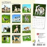 Image de Whippets 2018 12 x 12 Inch Monthly Square Wall Calendar, Animals Dog Breeds (Multilingual Edition)