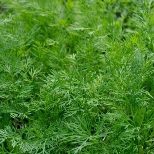 Ukrainian Organic Vegetable Dill seeds "Superdukat" Herb seeds - 1000 Seeds.
