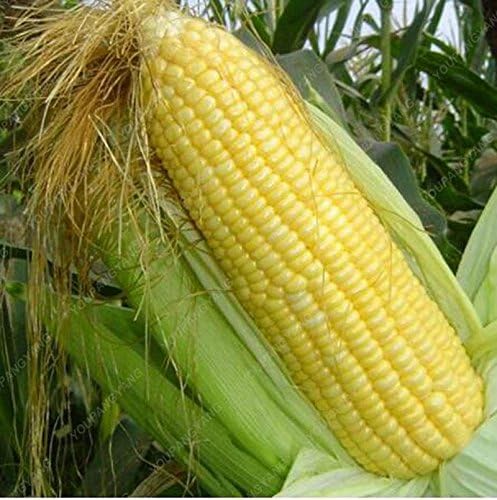Pianta Di Mais Dolce 20pcs Nero Corn Semi Di Mais Cereali Alta Qualita Semi Vegetali Di Mais Commestibile In Vaso Per Il Trasporto Libero Esterno Viola Amazon It Giardino E Giardinaggio