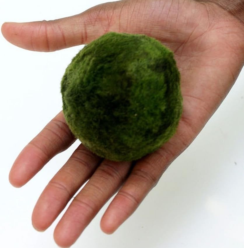 1 x EXTRA LARGE 5 to 7cm Marimo MOSS BALL - Live Aquarium Aquatic Fish Tank Luffy Plant Cladophora - ammonia remover