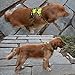 Chai's Choice Best Outdoor Adventure Dog Harness (X-Small, Orange)