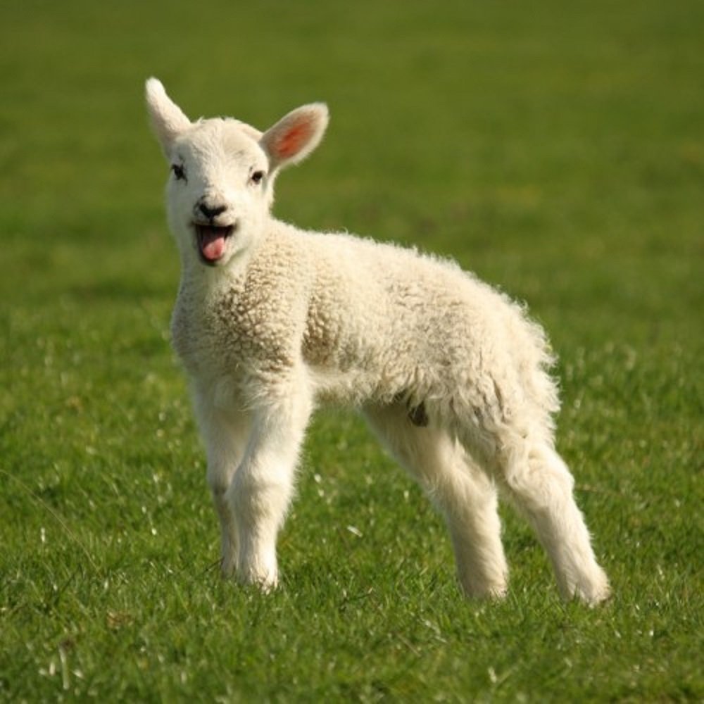 Lamb greeting card with sound. Plays noise when opened. Great gift for animal lovers.