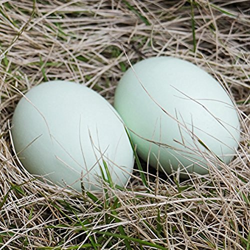 GREEN FABWOOD Wooden Fake Eggs-6Piece