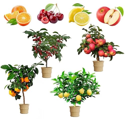 Mix Dwarf Bonsai Fruit Tree Seeds for Planting, 50+ Lemon Tree Seeds 50 ...