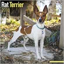 Rat Terrier Calendar - Dog Breed Calendars - 2017 - 2018 ...