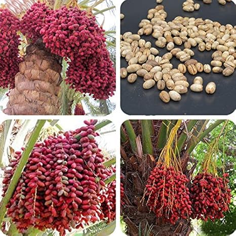 Amazon Com New Hierloom Heirloom New Medjool Date Palm Tree 5 Seeds Indoor Bonsai Outdoor Planting 528 Garden Outdoor