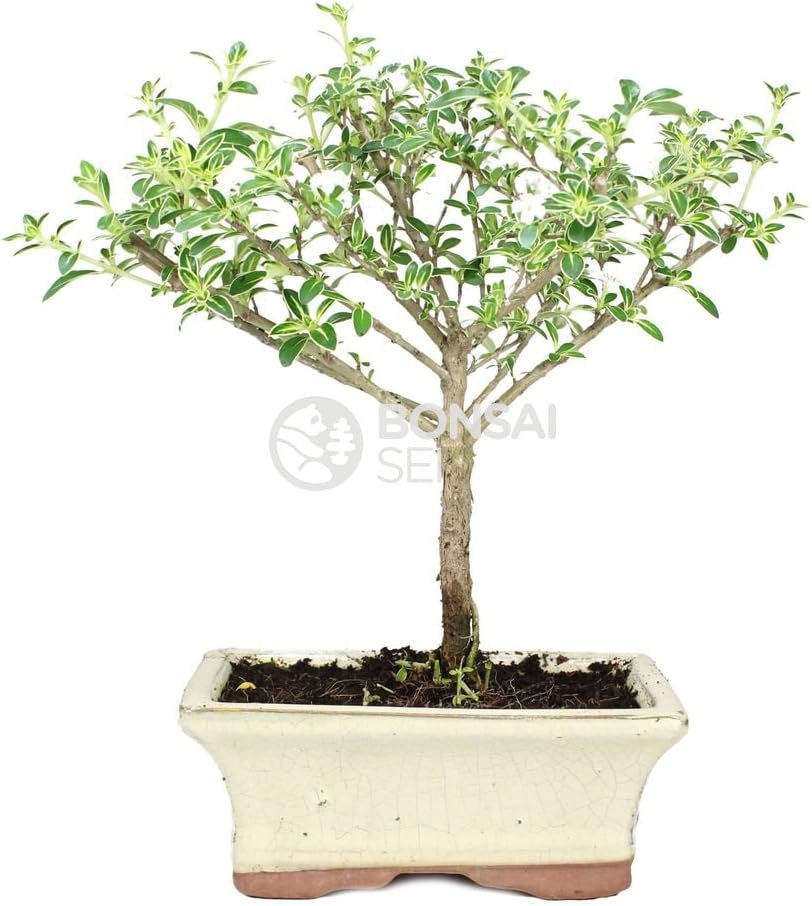 Bonsai - Serisa, Arbol de las 1000 estrellas, 5 Años (Bonsai Sei ...