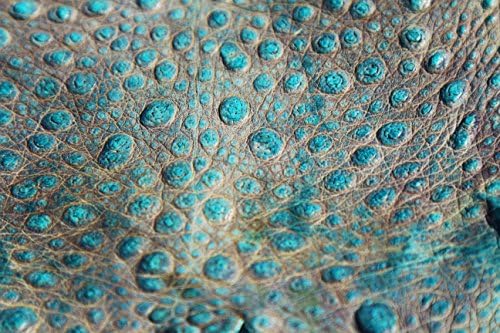 Full Grain Toad Skin Bufo Hide Leather Turquoise