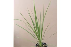 Seeds 50 Annual Spike Dracaena Seeds: Package Contain Only Seeds