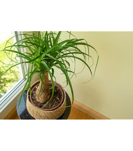 Amazon.com : Park Seed Ponytail Palm Seeds, Pack of 20 Seeds  Long-Lived  Tropical Evergreen, Succulent with Swollen Trunk, Attracts Pollinators,  Ideal for Indoor and Outdoor Use : Patio, Lawn & Garden