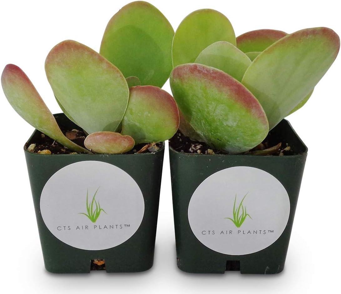 Kalanchoe Flapjacks Succulents Kalanchoe Thrysiflora 2 Pack in 2" Pots