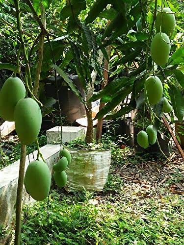 Mphmi Care Bonsai All Season Mango Plant Sweet Dwarf Maldah Special Fruit Live Plant