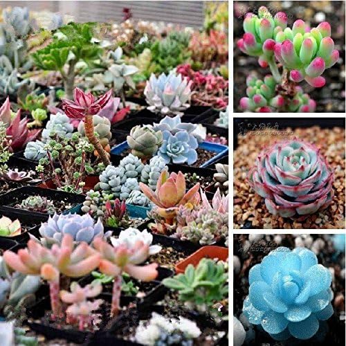 Nitree Etsynet 300seeds/pack Mix Succulent seeds lotus Lithops Pseudotruncatella Bonsai plants Seeds for home & garden Flower pots planters