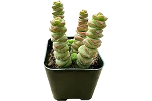 SPROUT N GREEN Crassula 'Baby's Necklace', Live Succulent Fully Rooted in 2 inch Starter Pot with Soil Mix, House Plant for Indoor Outdoor Home Office Wedding Decoration Party Favor, Gift for Her