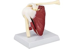 1PC Anatomy Skeleton, PVC Shoulder Joint Muscles Model with Ligaments Shoulder Anatomy for Doctors Office Educational Tool An