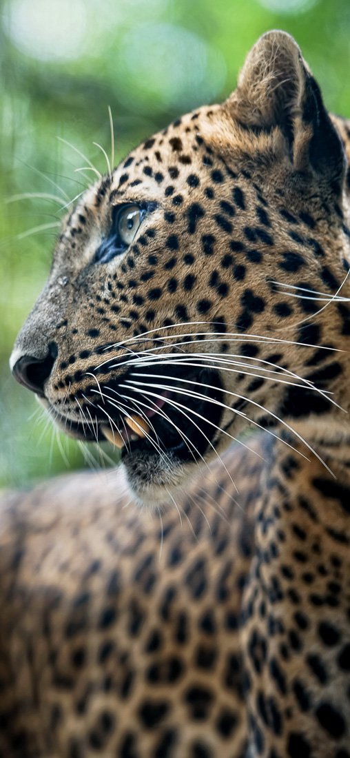 PeelitStickit Dotted Cheetah, Beautiful Nature Wall Murals, ID-3333, vinyl