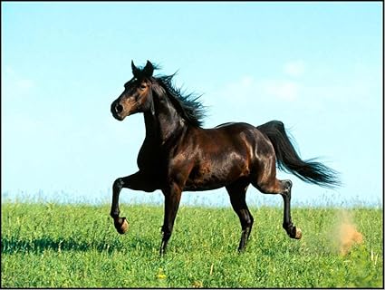 Amazon Com Dark Brown Horse Running In Field Etched Vinyl Stained Glass Film Static Cling Window Decal Home Kitchen