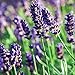 Munstead Lavender Herb - Perennial - Relaxing - Live Plant -Quart Pot