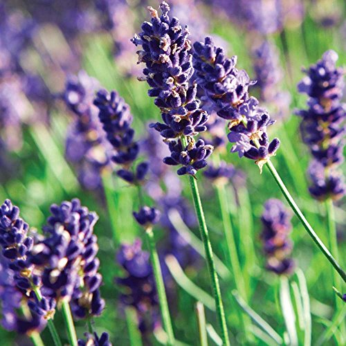 Munstead Lavender Herb - Perennial - Relaxing - Live Plant -Quart Pot Munstead Lavender Herb - Perennial - Relaxing - Live Plant -Quart Pot